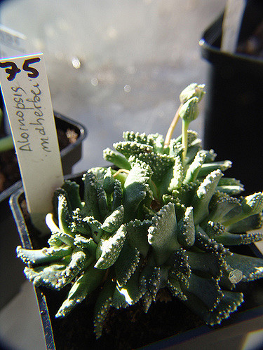 Aloinopsis malherbei