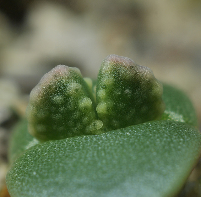Aloinopsis malherbei