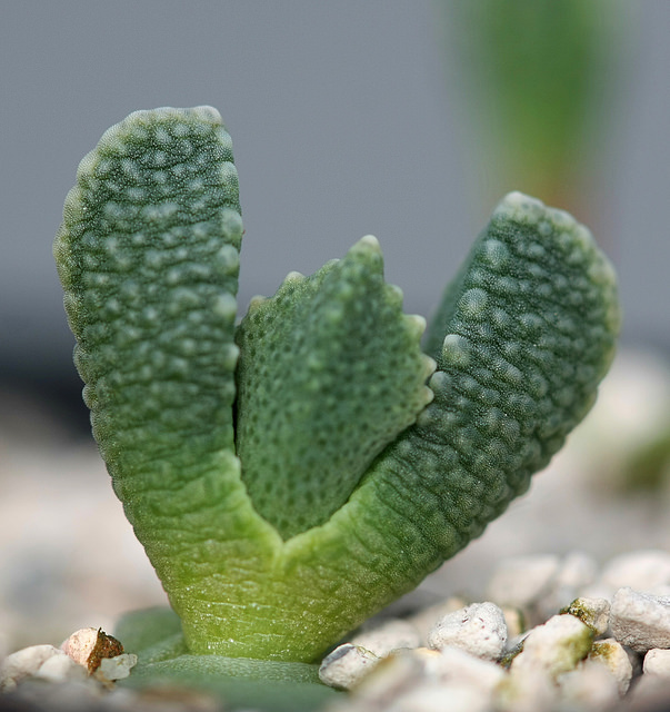 Aloinopsis malherbei