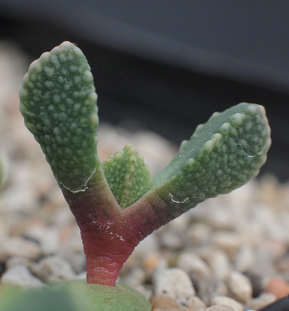 Aloinopsis malherbei