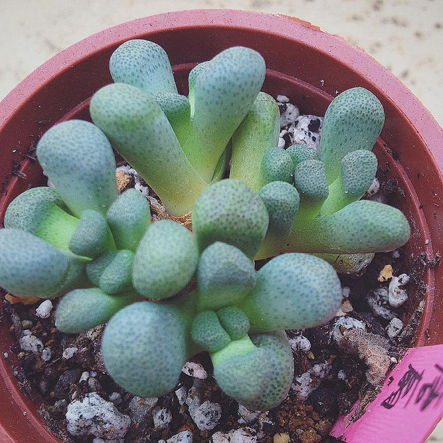 Aloinopsis schooneesii