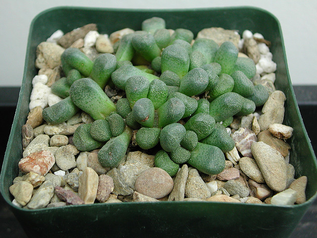 Aloinopsis schooneesii