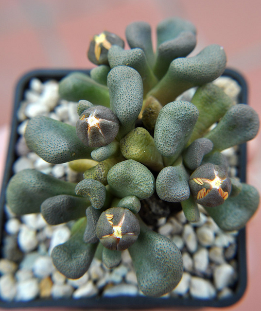 Aloinopsis schooneesii