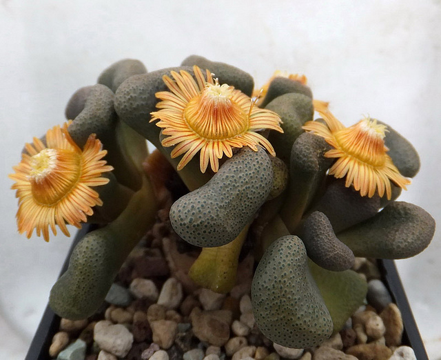 Aloinopsis schooneesii