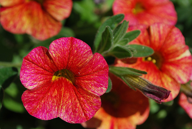 Alonsoa meridionalis