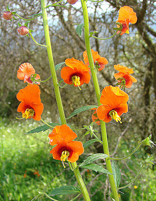 Alonsoa meridionalis