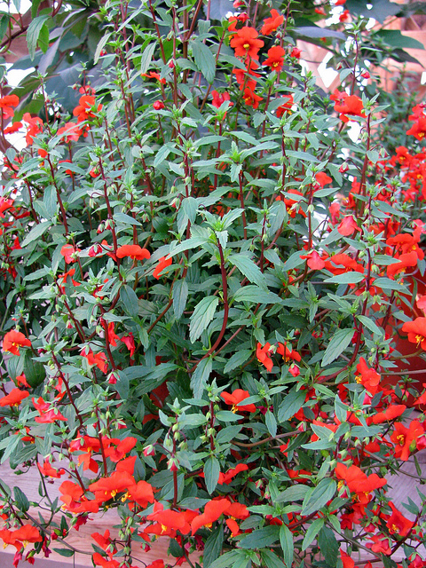 Alonsoa meridionalis