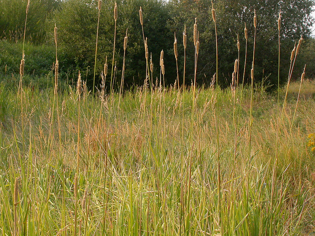 Vulpin faux roseau (Alopecurus arundinaceus)