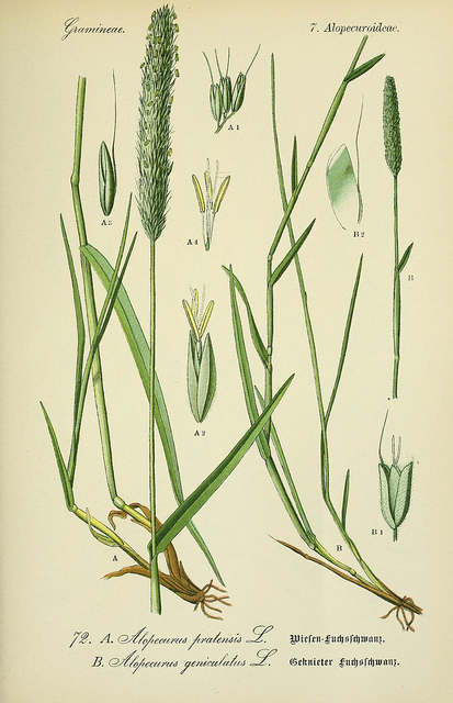 Vulpin genouillé