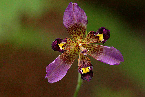 Alophia drummondii (Alophia drummondii)