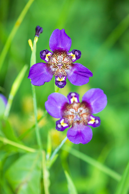 Alophia drummondii