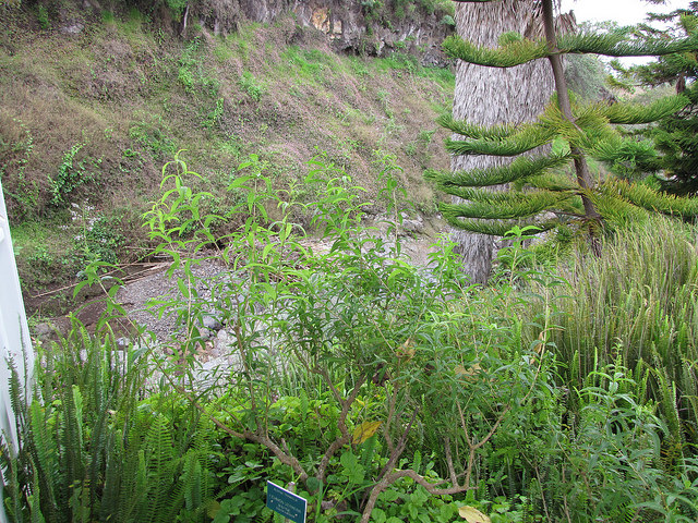 Verveine citronnelle (Aloysia citriodora)