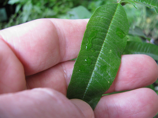 Verveine citronnelle