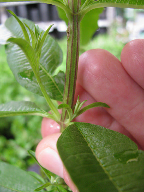 Verveine citronnelle