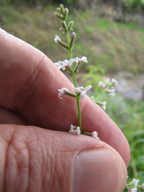 Verveine citronnelle