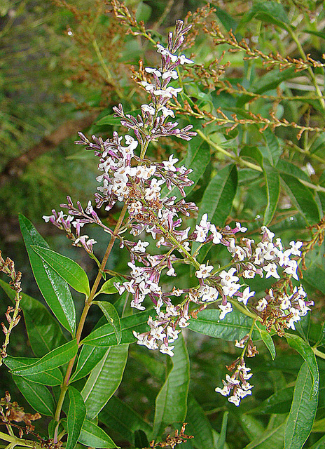 Verveine citronnelle