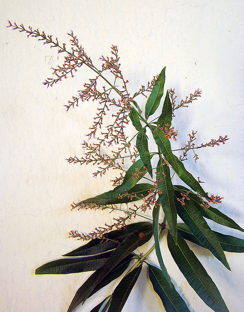 Verveine citronnelle