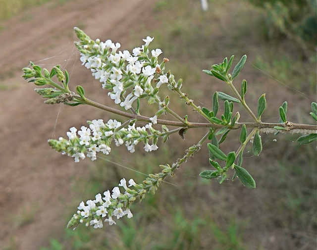 Aloysia gratissima