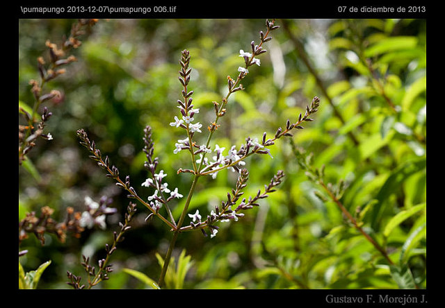 Verveine citronnelle (Aloysia triphylla)