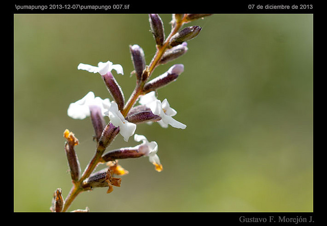 Verveine citronnelle