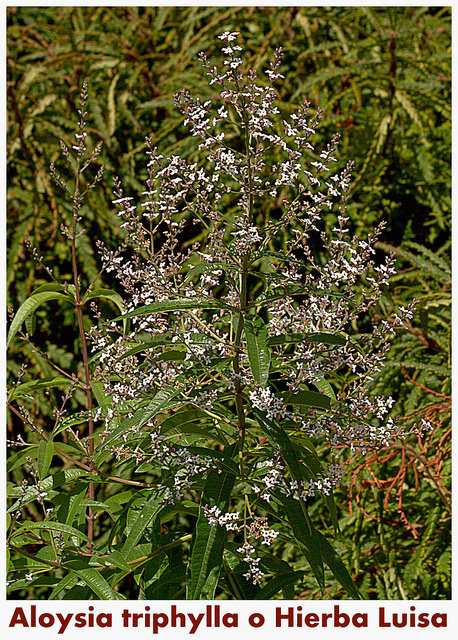 Verveine citronnelle