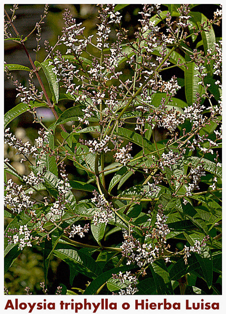 Verveine citronnelle