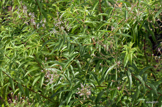 Verveine citronnelle