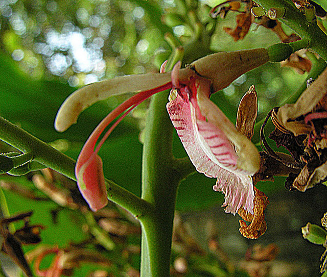 Grand galanga (Alpinia galanga)
