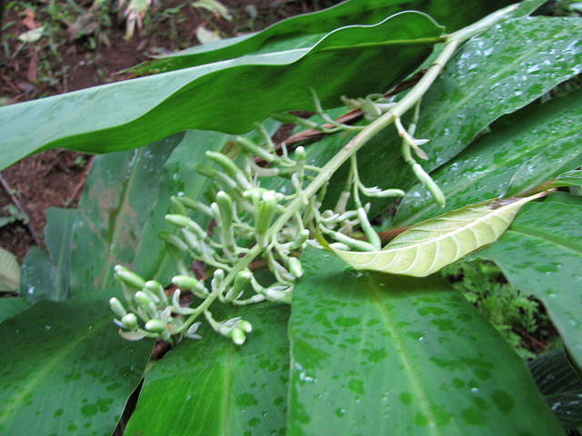 Grand galanga