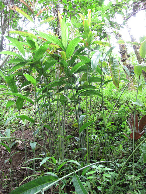 Grand galanga