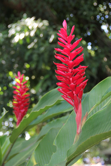 Alpinia purpurata