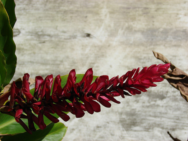 Alpinia purpurata