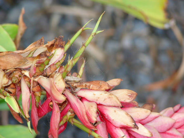 Alpinia purpurata