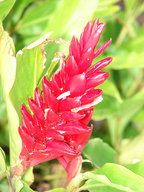 Alpinia purpurata
