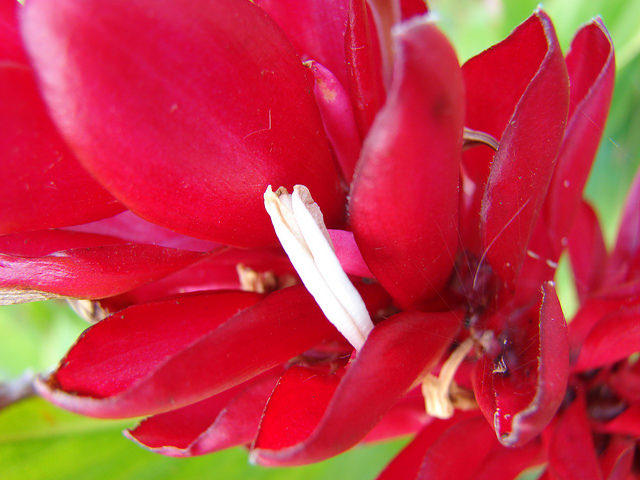 Alpinia purpurata