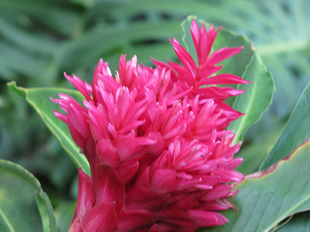 Alpinia purpurata (Alpinia purpurata)
