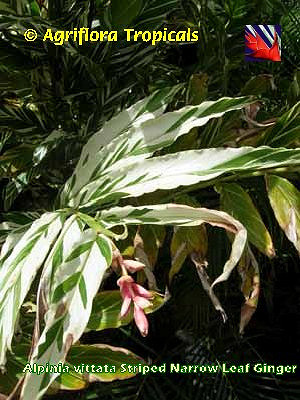 Alpinia vittata