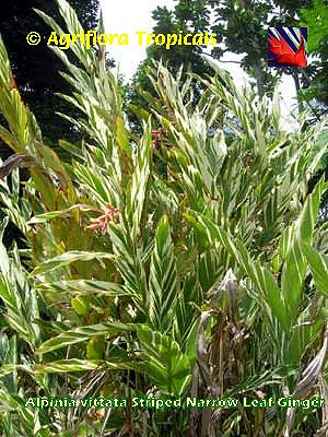 Alpinia vittata