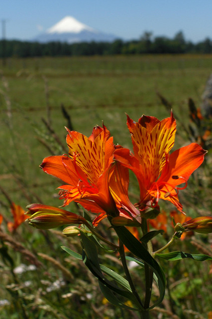 Lys des incas