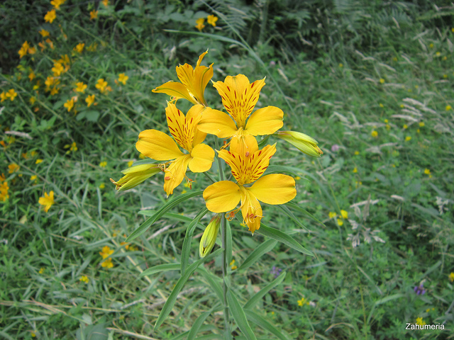 Lys des incas