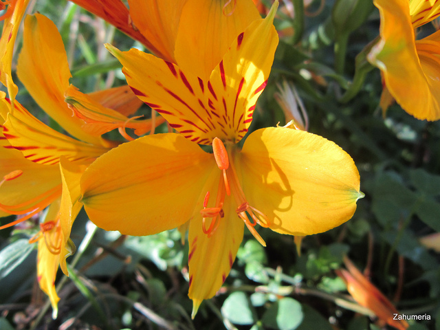 Lys des incas