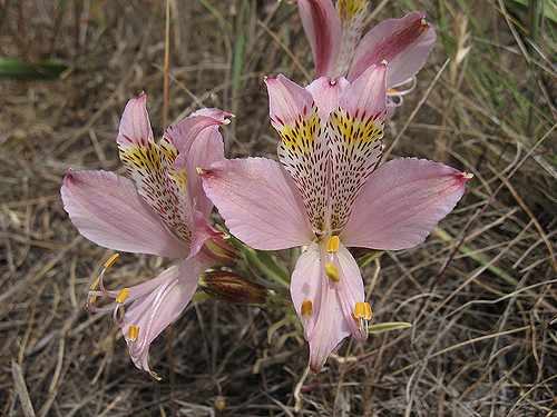 Alstroemeria hookeri