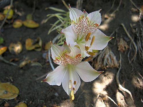 Alstroemeria hookeri
