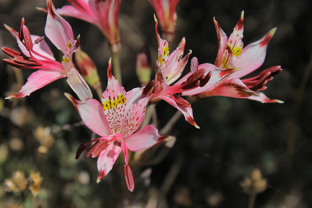 Alstroemeria hookeri (Alstroemeria hookeri)
