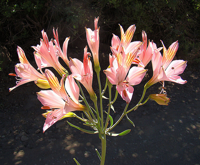 Lis des incas (Alstroemeria ligtu)