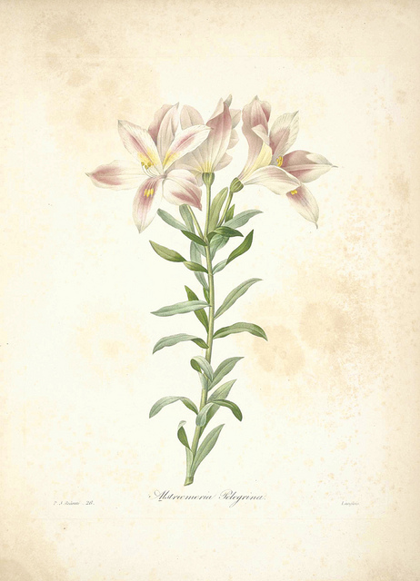 Alstroemeria pelegrina