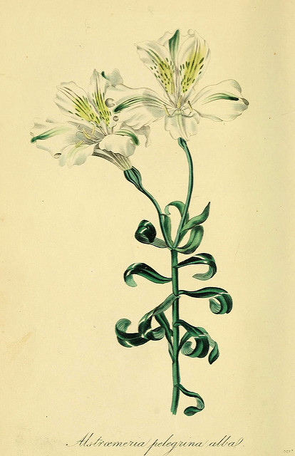 Alstroemeria pelegrina