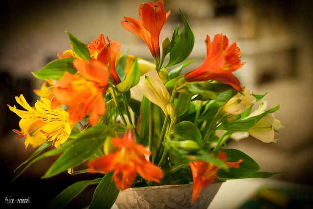 Alstroemeria pelegrina