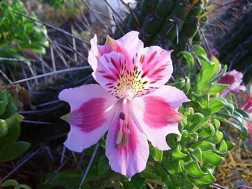 Alstroemeria pelegrina