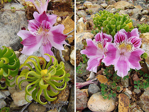 Alstroemeria pelegrina (Alstroemeria pelegrina)